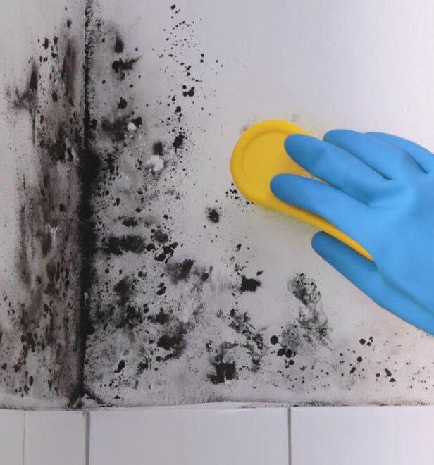 mould cleaning australia