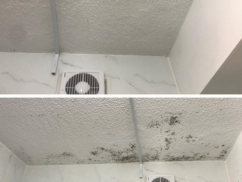 Mold Remediation vs. Mold Removal: Understanding the Difference and Choosing the Right Service