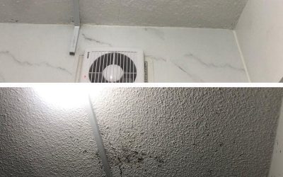 How Much Does Mould Removal Cost?