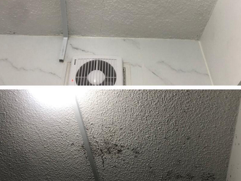 mould removal cost